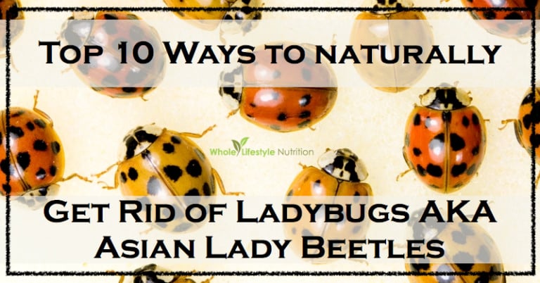 Top 10 Natural Ways To Get Rid of Ladybugs AKA Asian Lady Beetles ...